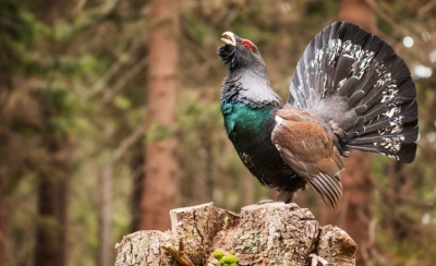 Prende a mazzate un gallo, assolto